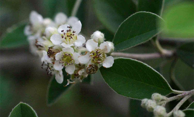 Cotoneaster pannosus
