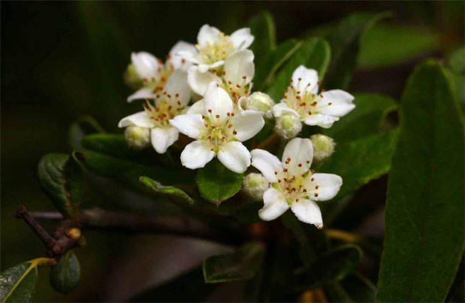 Pyracantha angustifolia (Yellow fire-thorn, Geelbranddoring)