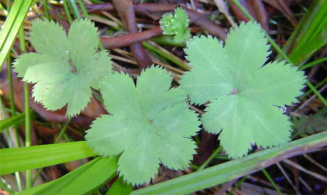Alchemilla cryptantha 