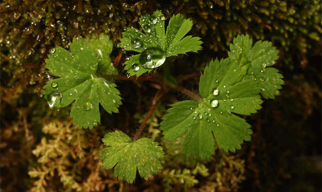 Alchemilla kiwuensis