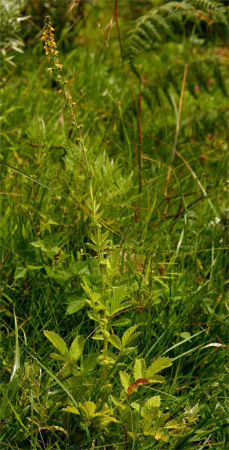 Agrimonia bracteata