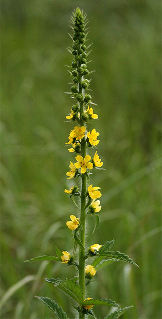 Agrimonia bracteata