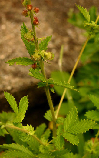 Agrimonia bracteata