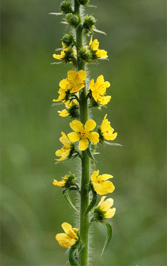Agrimonia bracteata