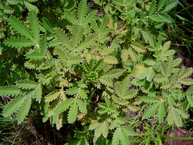 Leucosidea sericea