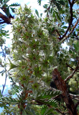 Leucosidea sericea
