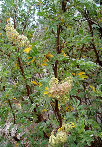 Leucosidea sericea