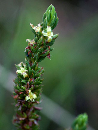 Cliffortia nitidula 