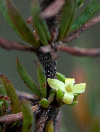 Cliffortia nitidula 