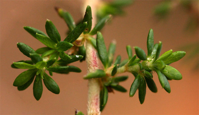 Cliffortia serpyllifolia 