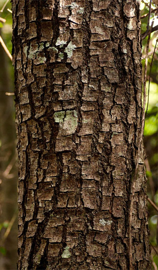 Prunus africana (Red stinkwood)