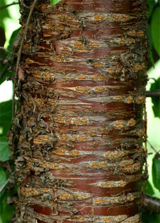Prunus cerasoides 