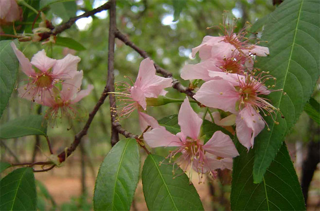Prunus cerasoides 