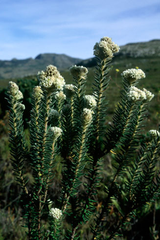 Phylica ericoides