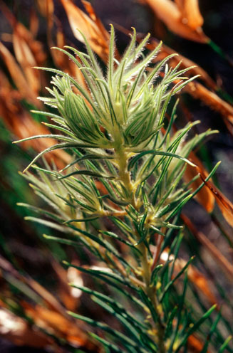 Phylica plumosa 
