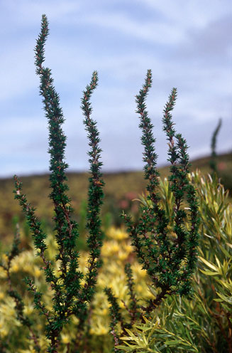Cliffortia stricta