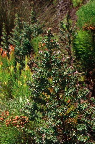 Cliffortia ilicifolia