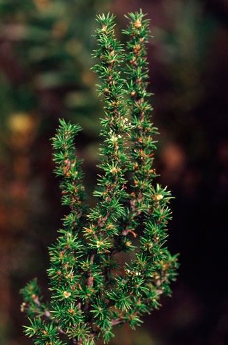 Cliffortia stricta
