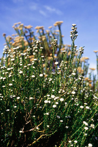 Phylica ericoides