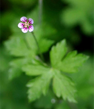 Geranium arabicum
