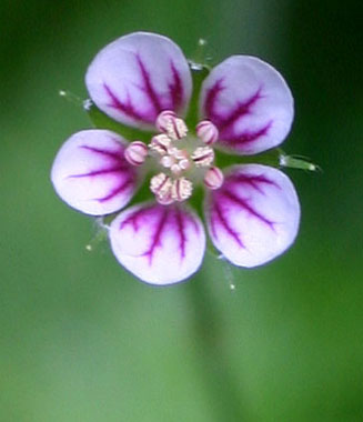 Geranium arabicum