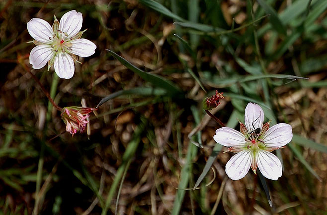 Geranium incanum (Carpet geranium)