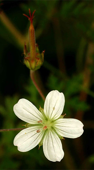 Geranium incanum (Carpet geranium)