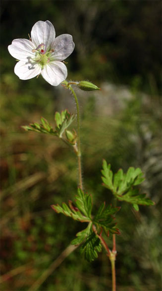 Geranium incanum (Carpet geranium)