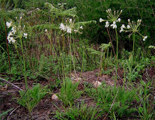 Pelargonium lobatum