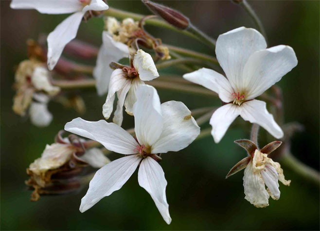 Pelargonium lobatum