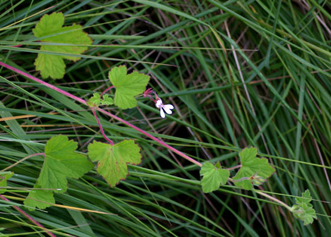 Pelargonium mossambicense