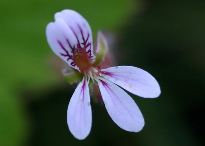 Pelargonium mossambicense