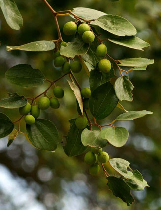 Ziziphus abyssinica