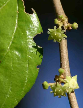 Ziziphus abyssinica