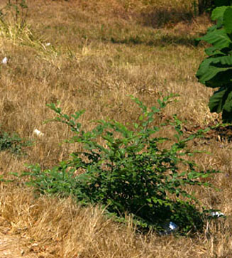 Ziziphus mauritiana (Ber, Indian jujube, Chinese apple)