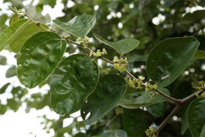 Ziziphus mauritiana (Ber, Indian jujube, Chinese apple)
