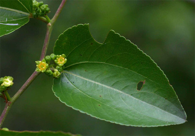 Ziziphus mucronata (Buffalo thorn)