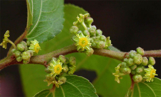 Ziziphus mucronata (Buffalo thorn)