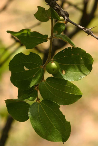 Ziziphus mucronata (Buffalo thorn)