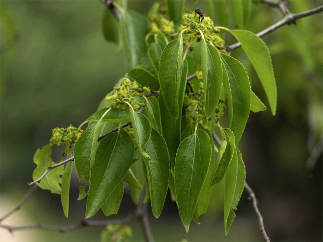 Ziziphus mucronata (Buffalo thorn)