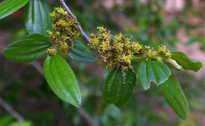 Ziziphus pubescens