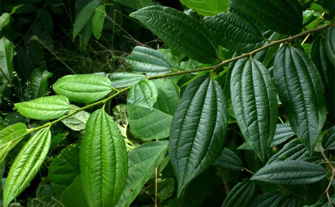 Ziziphus pubescens