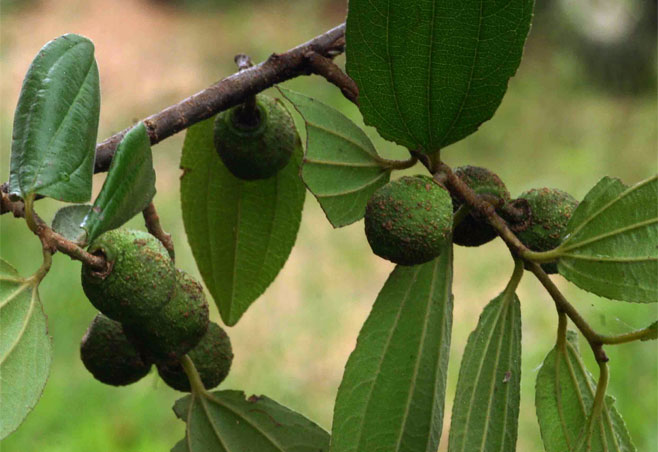 Ziziphus pubescens