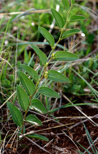 Ziziphus zeyheriana