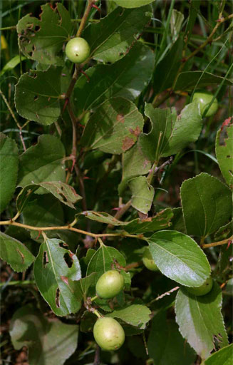 Ziziphus zeyheriana Ziziphus zeyheriana