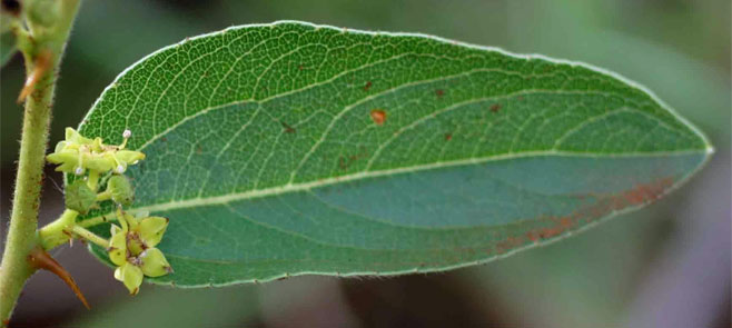 Ziziphus zeyheriana