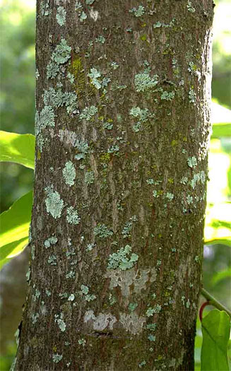 Berchemia discolor (Brown ivory)
