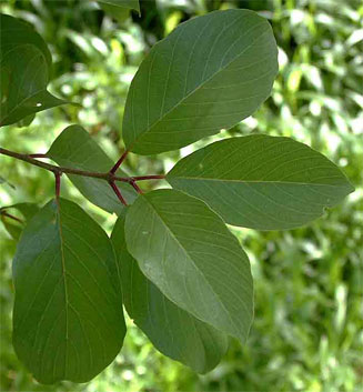 Berchemia discolor (Brown ivory)