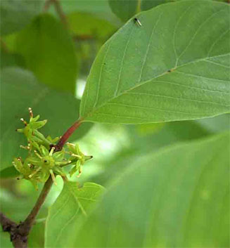 Berchemia discolor (Brown ivory)