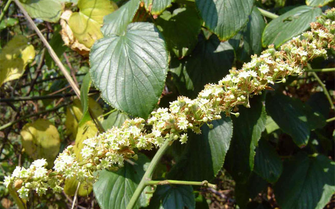 Gouania longispicata
